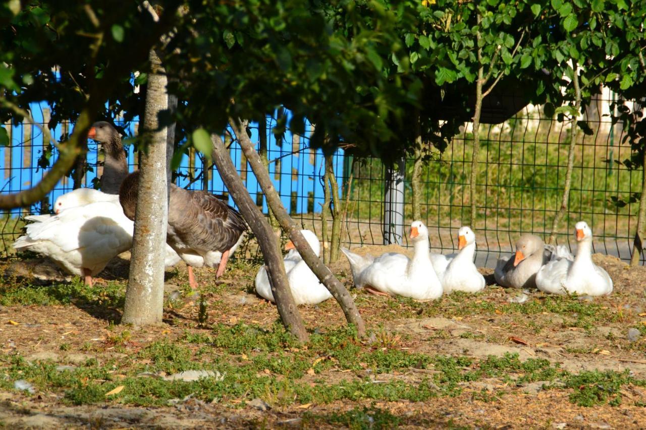 Alaguyauder Le Kota Bed & Breakfast Chatillon-sur-Broue Luaran gambar